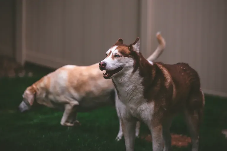 clhowznfk00nf0xsz4tx143l8_dogs-5285.webp