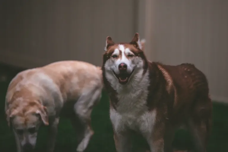 clhowzq6f00nk4nszbpnl8lr8_dogs-5290.webp
