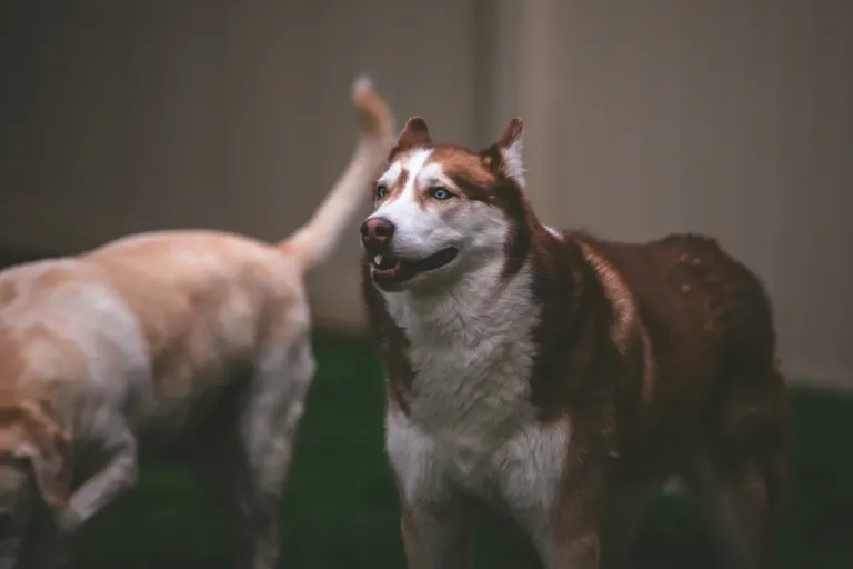 clhowztid00ld5hsz87o65c09_dogs-5291.webp