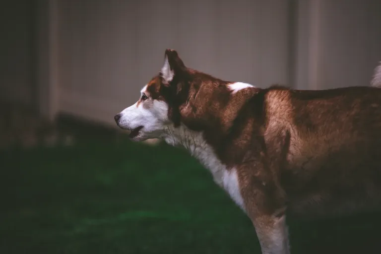 clhowztvt00mc0pszcnlw32f1_dogs-5300.webp