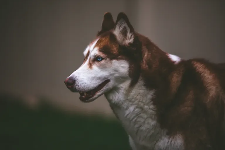 clhowzwvh00luapsz9ubt3jwt_dogs-5320.webp