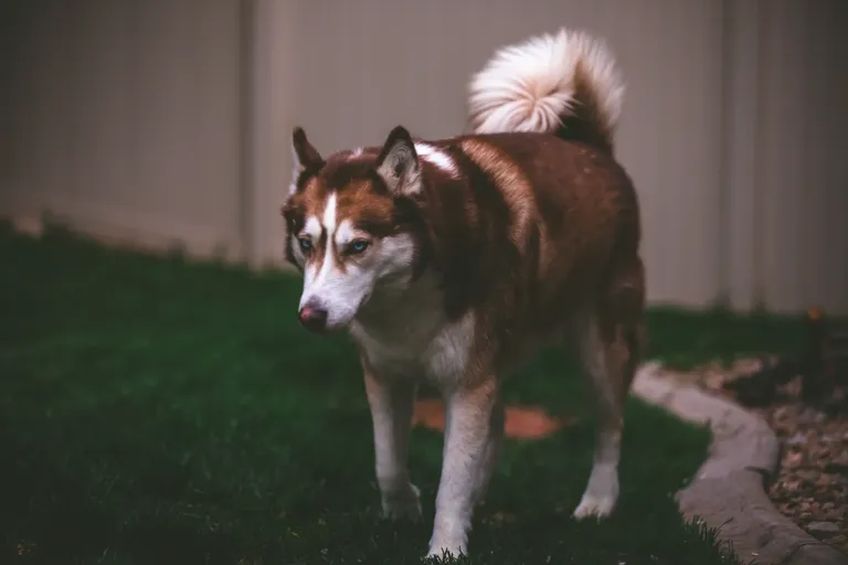 clhowzzsn00lt3xszgdt7bwiw_dogs-5316.webp