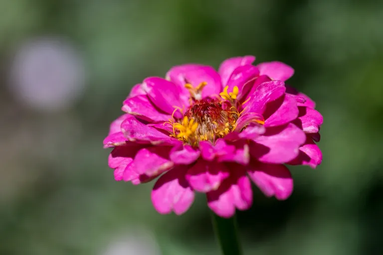 clkd5n4mt03nxboszc4wmgzp1_flowers-6530.webp
