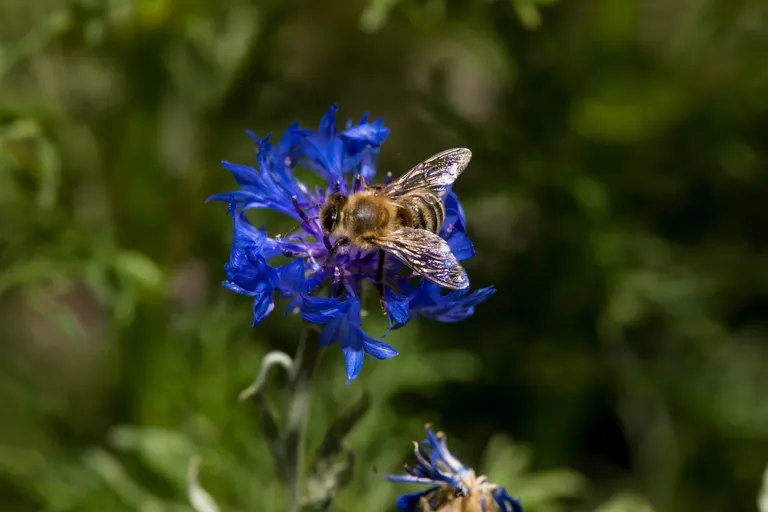 clkd5n4wf03ld7lszhubsf4jv_flowers-6538.webp