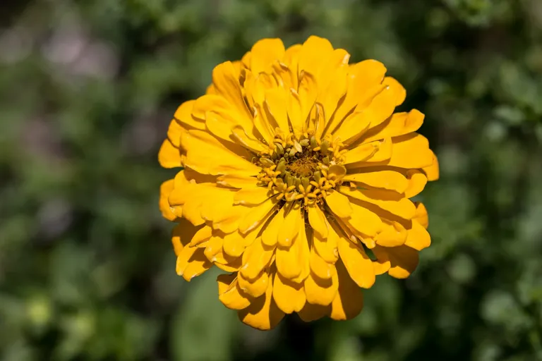 clkd5n7ja03oz5ssz3gzq3dxz_flowers-6535.webp