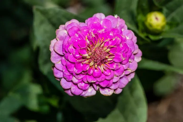 clkd5n7ym03o848sz1376cg66_flowers-6539.webp