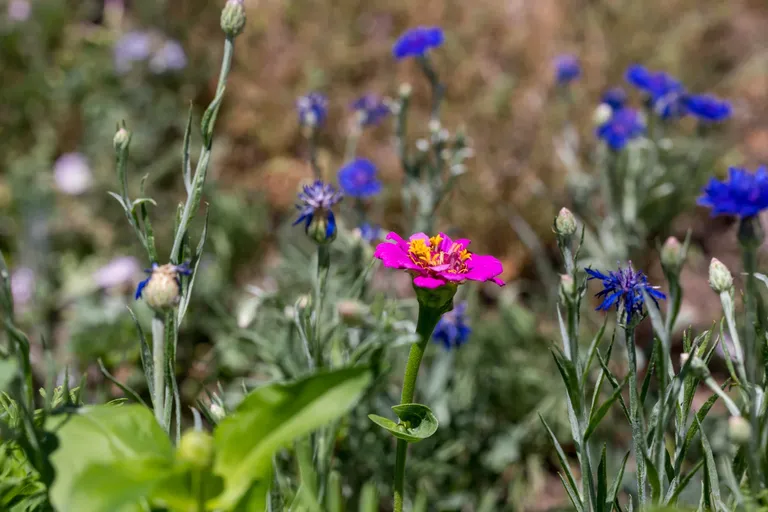 clkd5nays03mc0isz1ztx31c8_flowers-6543.webp