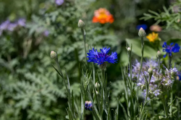 clkd5nb3b03nva9sz2kc303c5_flowers-6545.webp