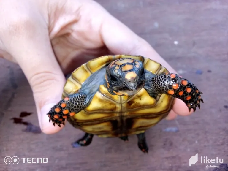clotewiyg00vebfszf2mz1sjn_tortuga_9.webp