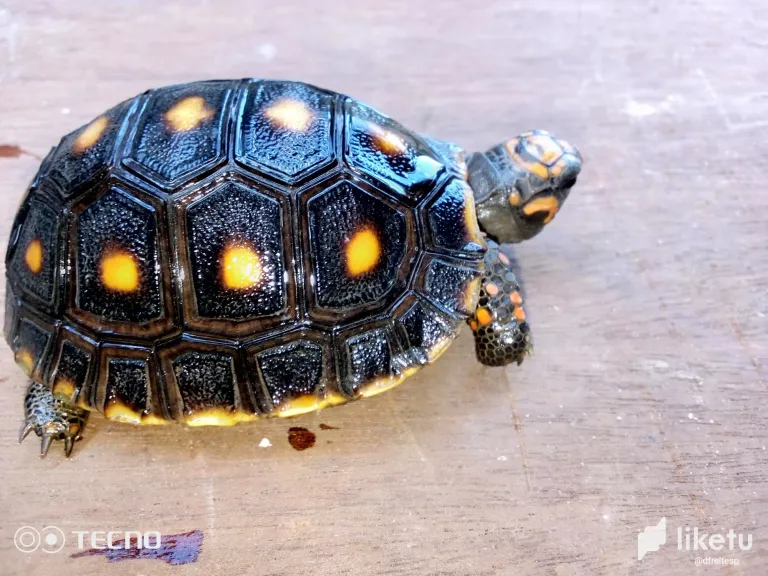 clotewy4g0041i1szf5ud6073_tortuga_8.webp