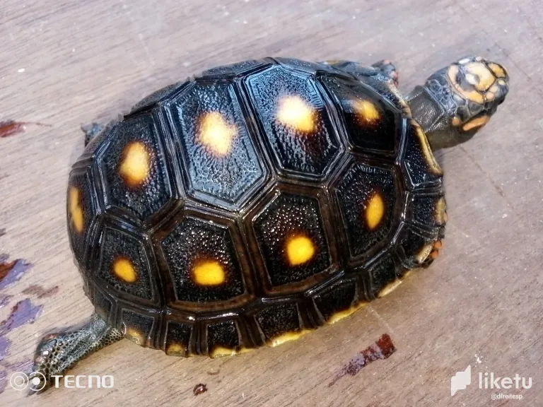 clotexey300vedoszfodo3i7e_tortuga_7.webp