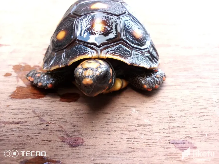 clotexs3t00wwaesz2i7i7jnt_tortuga_5.webp