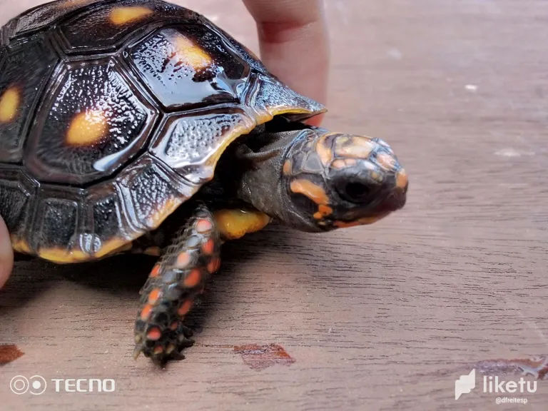 clotey9qp00vbeqsz5caph60e_tortuga_4.webp