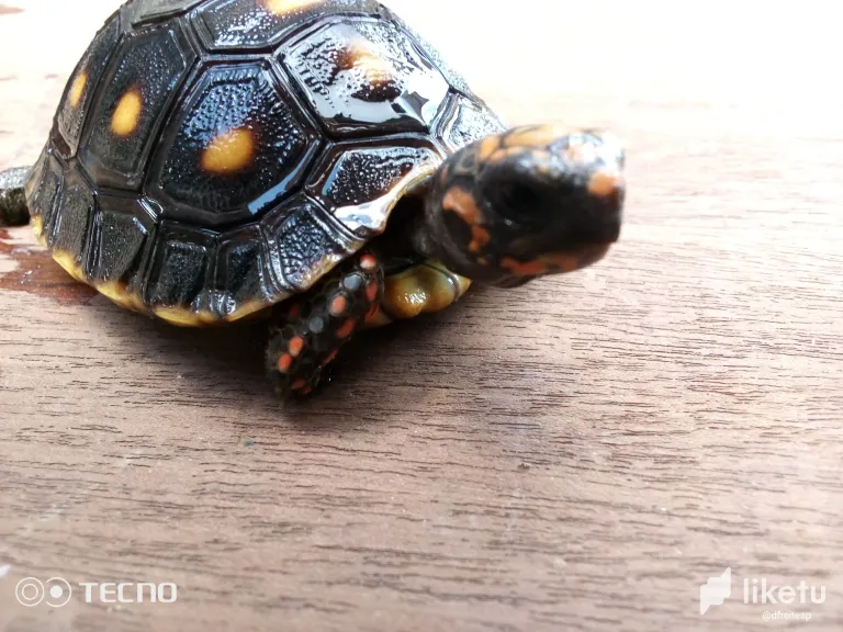 cloteylyl00u283szf7r1bsjk_tortuga_3.webp
