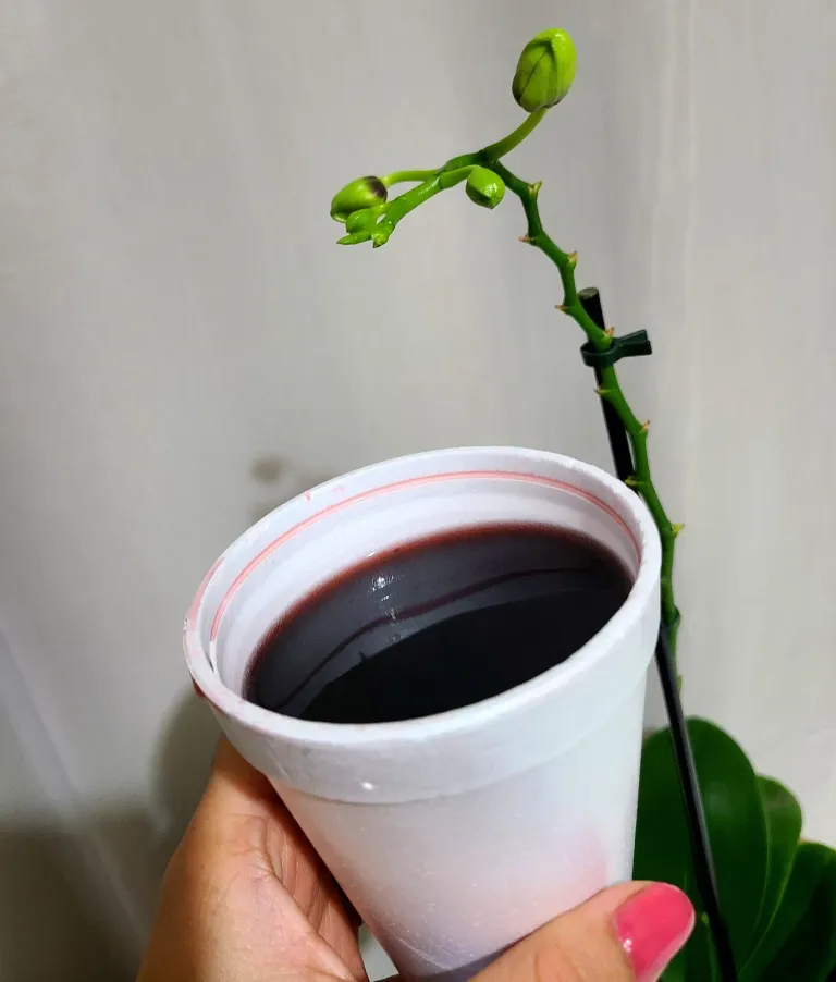 4DdRpBPapfa5DBKZ_20250627_001509.webp