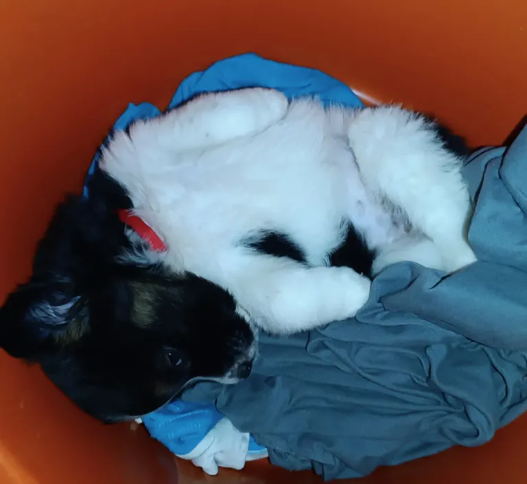 EKB8eekGVmq3l4ls_1000040225.webp