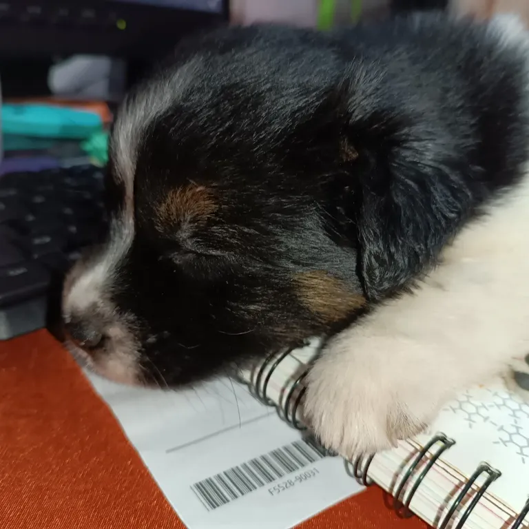 J7bceJLzQ3ib3FCL_1000040235.webp