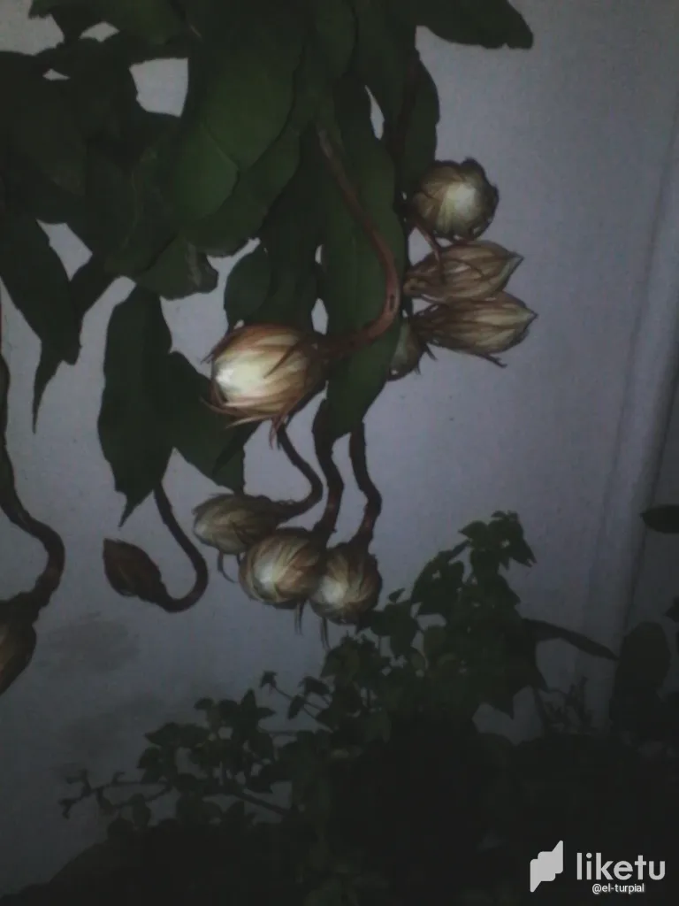 clnno5sa305ul4jsz1j6beyjk_IMG_20150811_190046.webp
