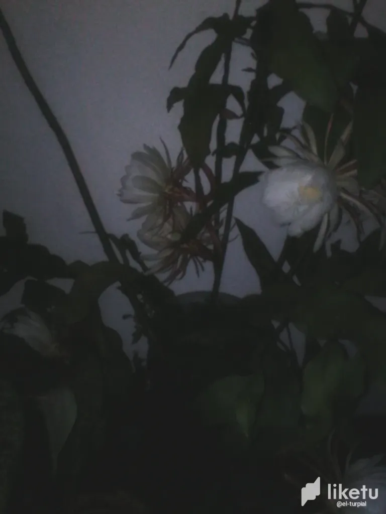 clnnqo71o05sk0pszeliq4c0l_IMG_20150912_212627.webp