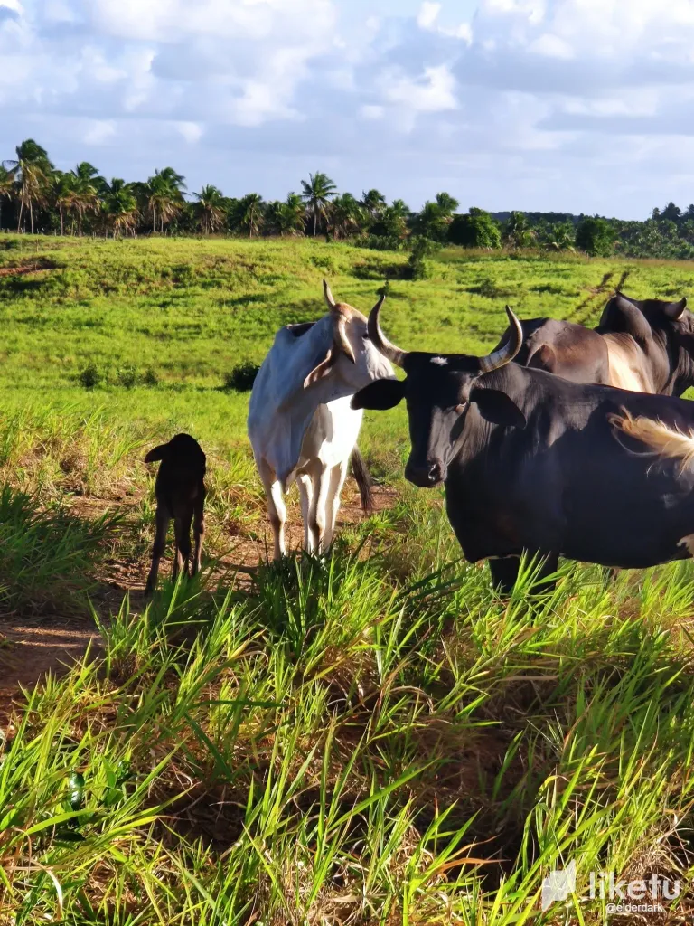 [EN/PT] Visiting the cattle