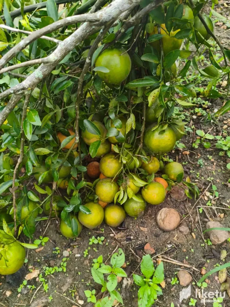 [EN/PT] Earth’s Abundance