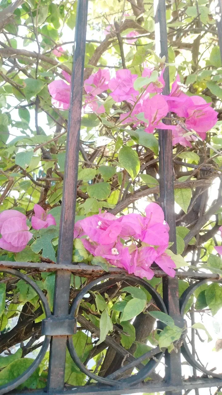 DOF2TXXYgPend4Pm_1000146267.webp