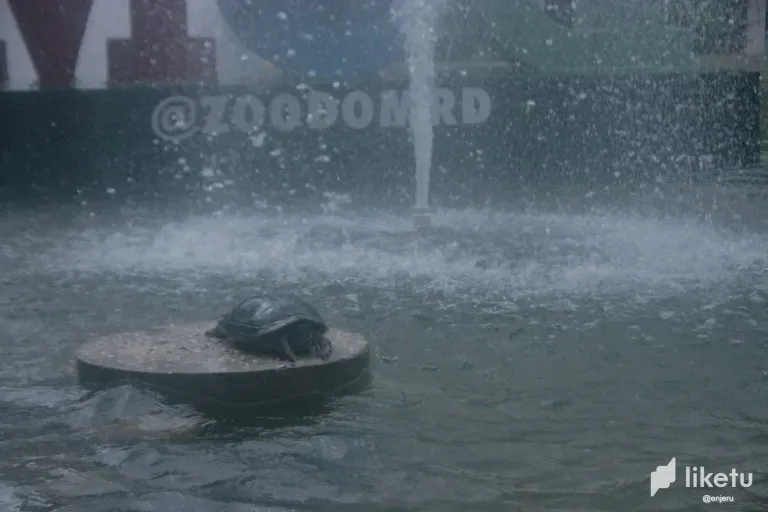 clrgy7ksw009bwjsz1pxybzo2_tortuga_congelado.webp
