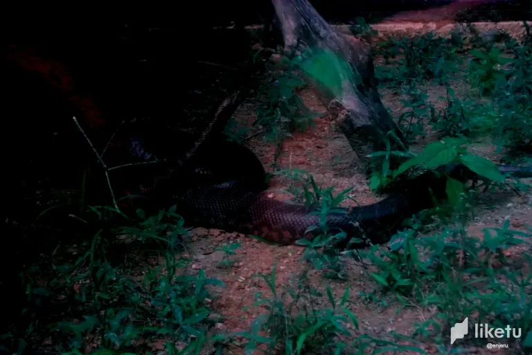 clrgy7p2j009ewjszb6mo38il_serpiente.webp