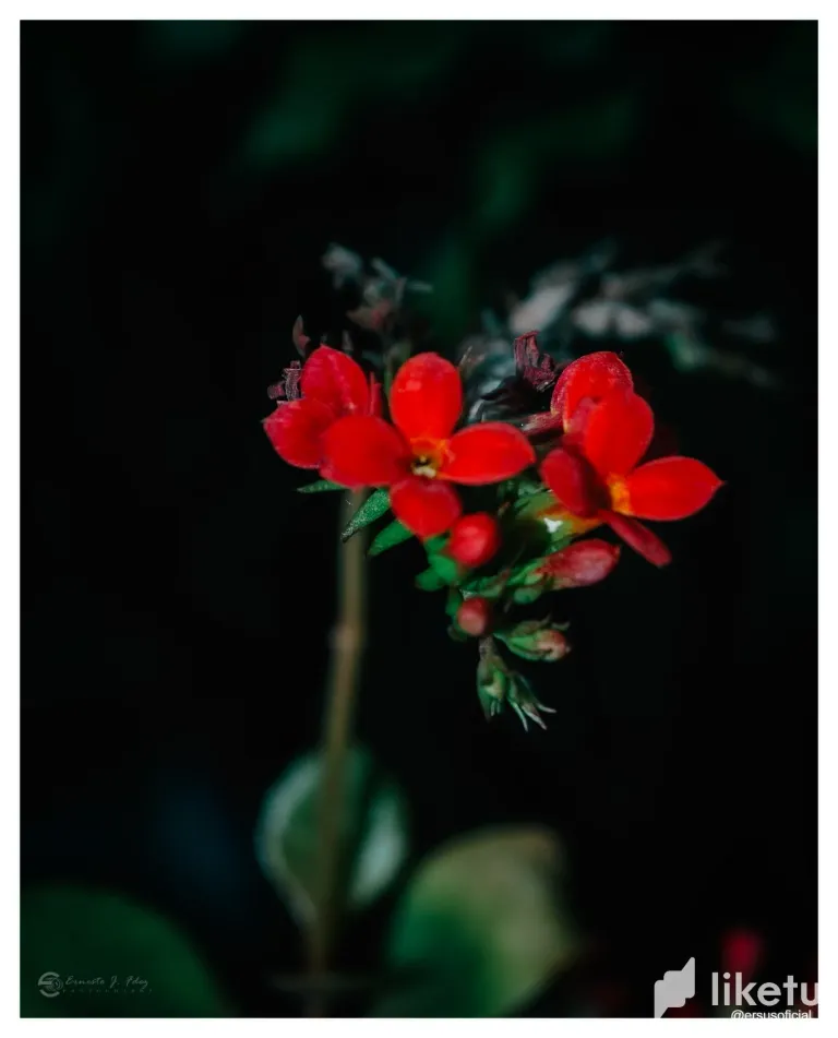 1gD1wC4GbMlhTYAo_DSC_4941-1.webp