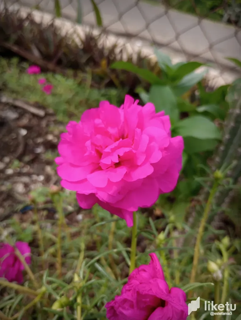 clj5z20ud007365szca5214g1_Flor_6.webp