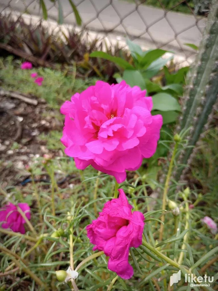 clj5z2g0700715ssz50lb2x69_Flor_5.webp