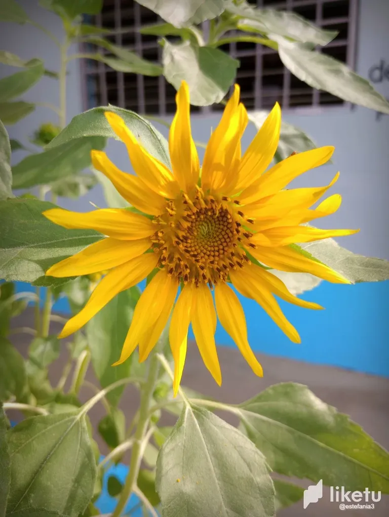 clj5z2hp3008vb2sz1b7eceuu_Flor_4.webp