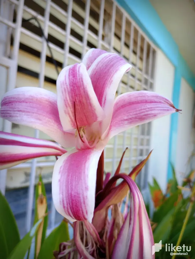 clj5z2qsr006ubbsz2vvz9qzy_Flor_1.webp
