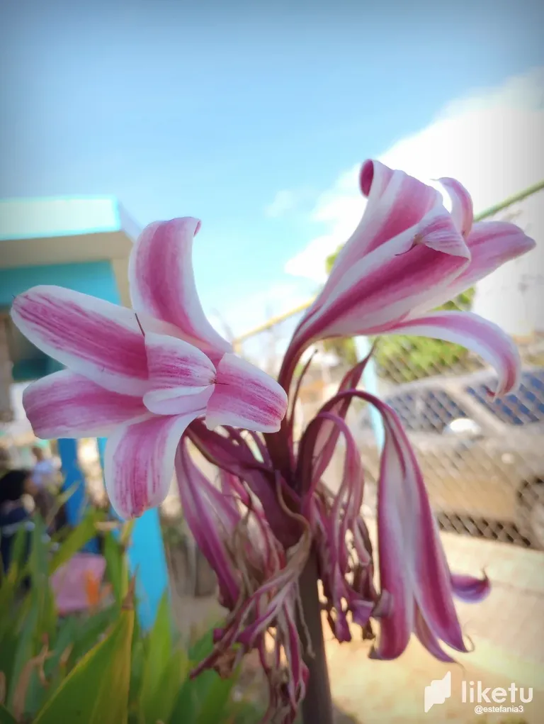 clj5z350q007v9isz2ez70se2_flor_2.webp