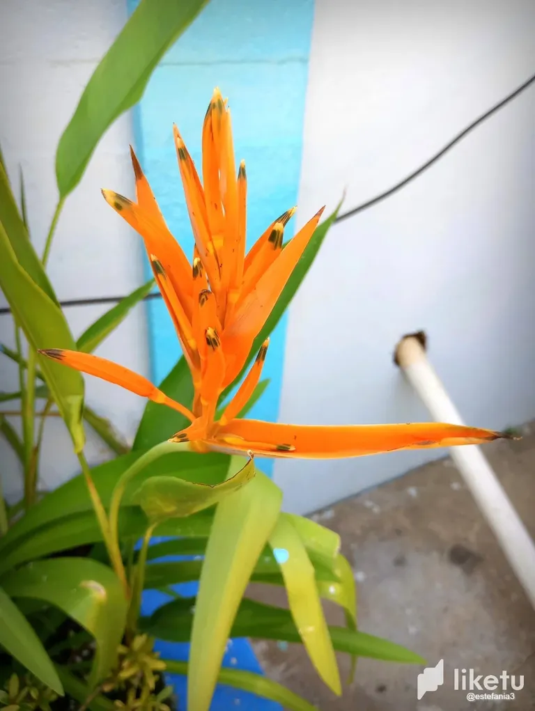 clj5z3afs008yb2szdoia6ldm_Flor_9.webp