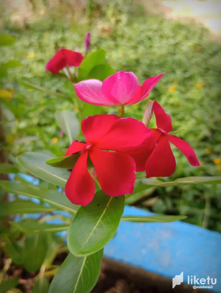 clj5z3kwg008515szge22bl8e_Flor_3.webp