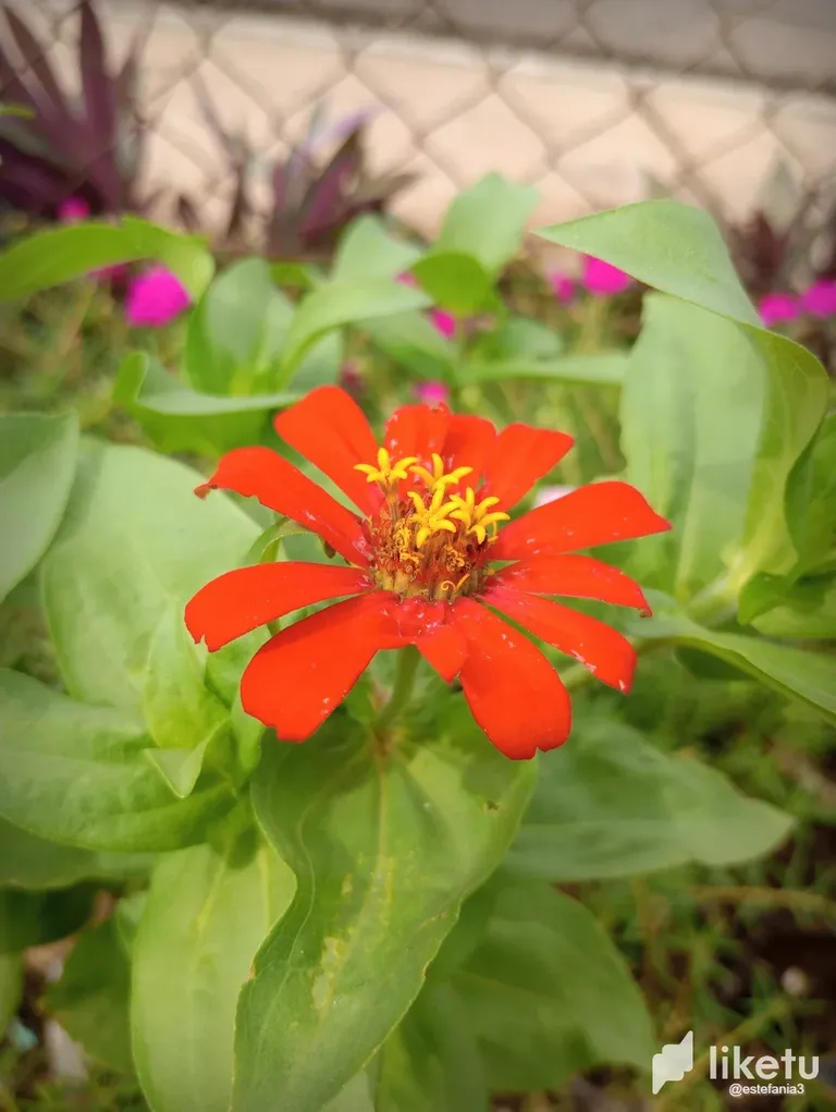 clj5z3n46009k91sz04tm2gnv_Flor_7.webp