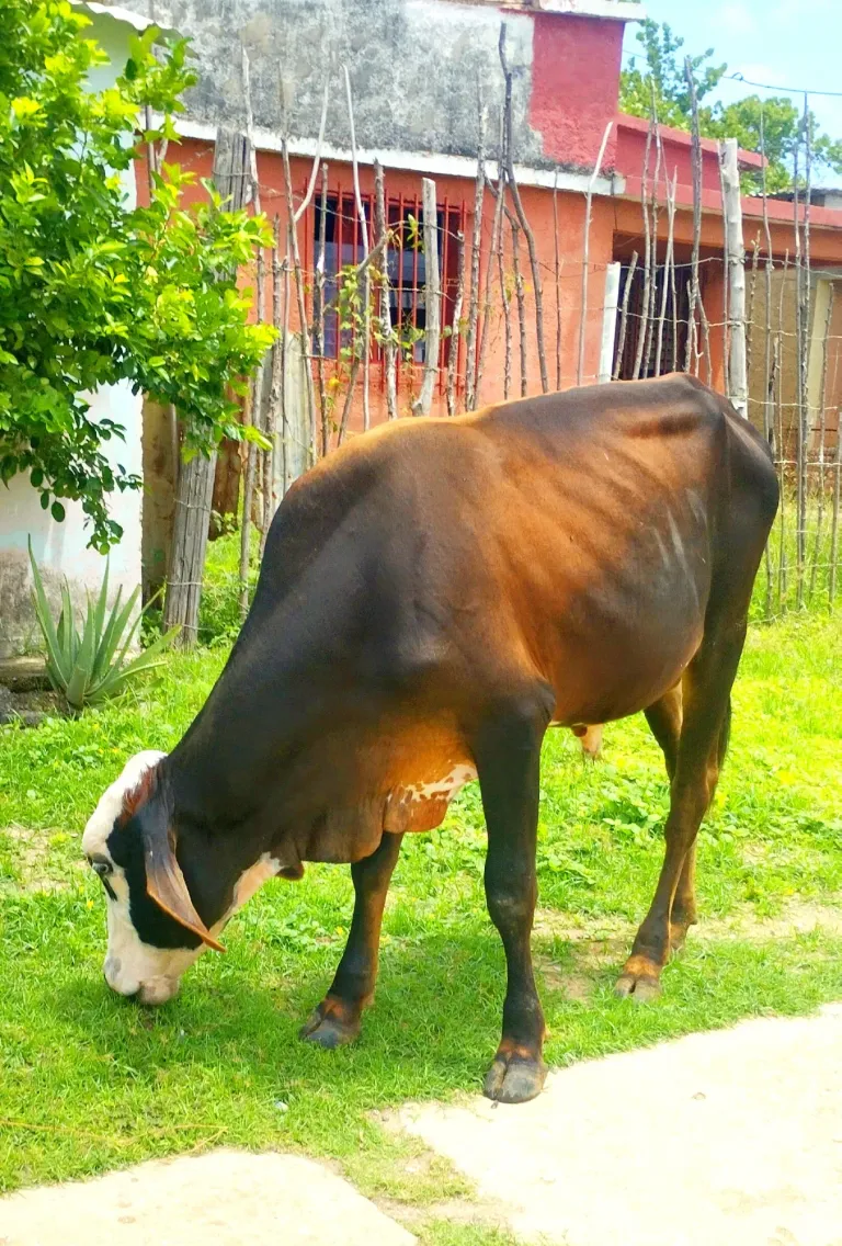 GAKxlE1w3XHQWvtU_IMG_20250627_224120.webp