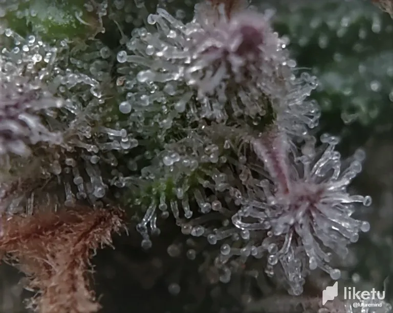 clk0hind902p54xszb0y39go9_trichomes_2.webp