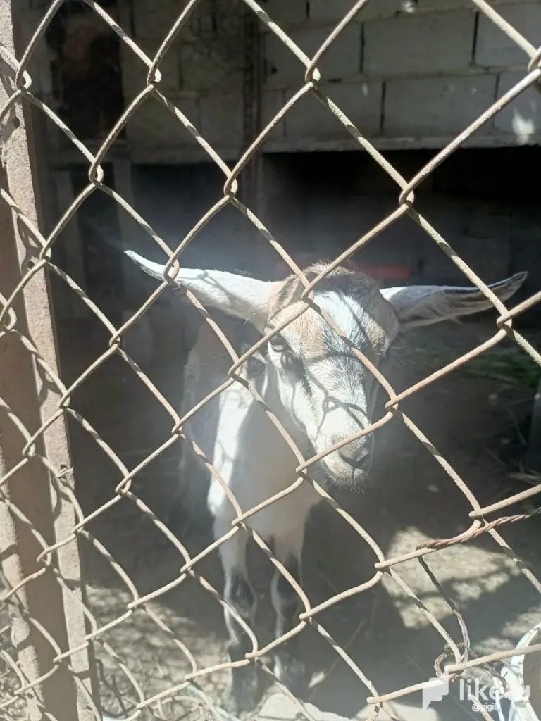 IINRyXG6BWlBsJk5_IMG-20250505-WA0480.webp