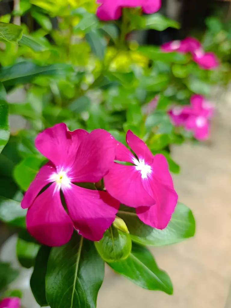 yQ1S81cM7H2la8uZ_1000090771.webp