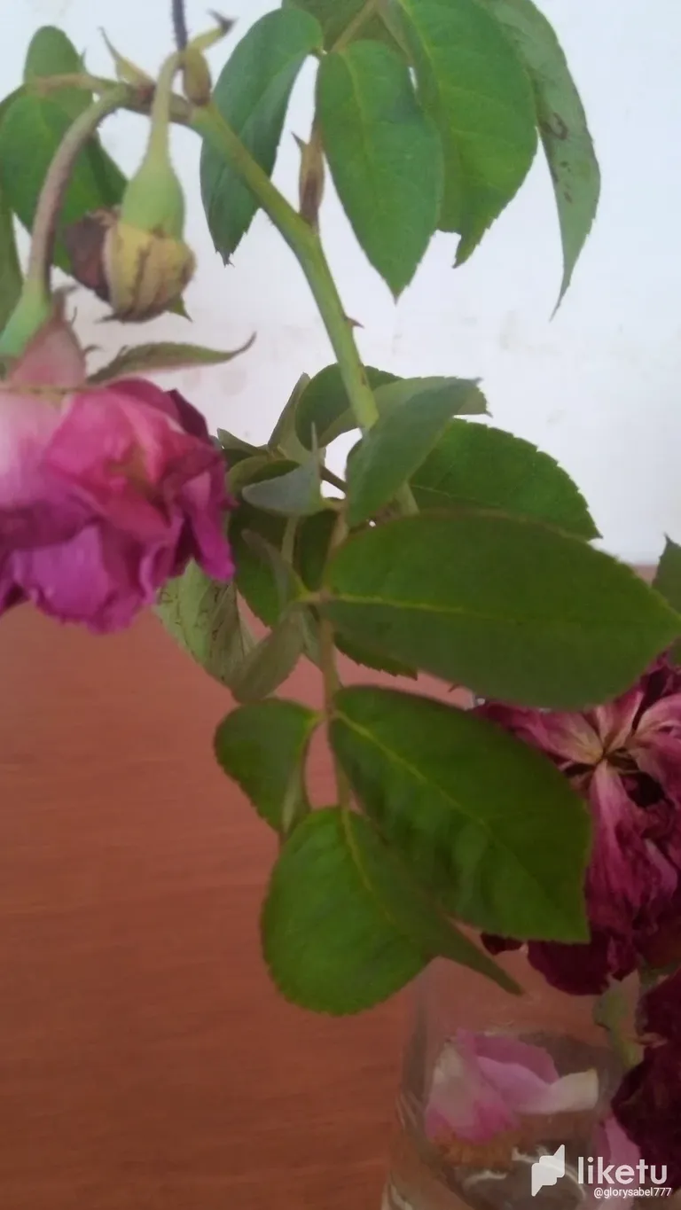 clllsnkpy00az34sz0a6y11h2_IMG_20230707_121551.webp