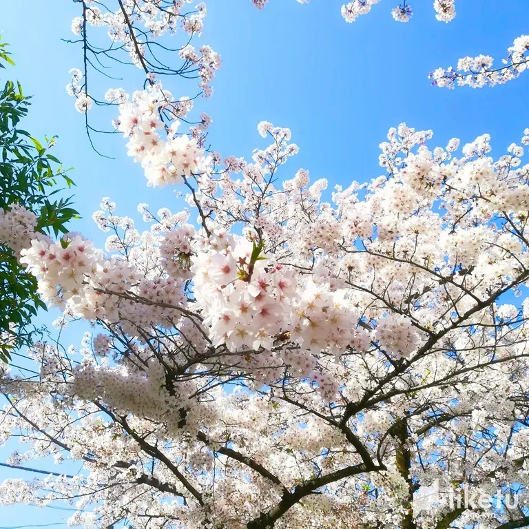 cle8jkc8d00pz79sz9x4g1api_2018-03-30-13-53-25-838-Original.webp