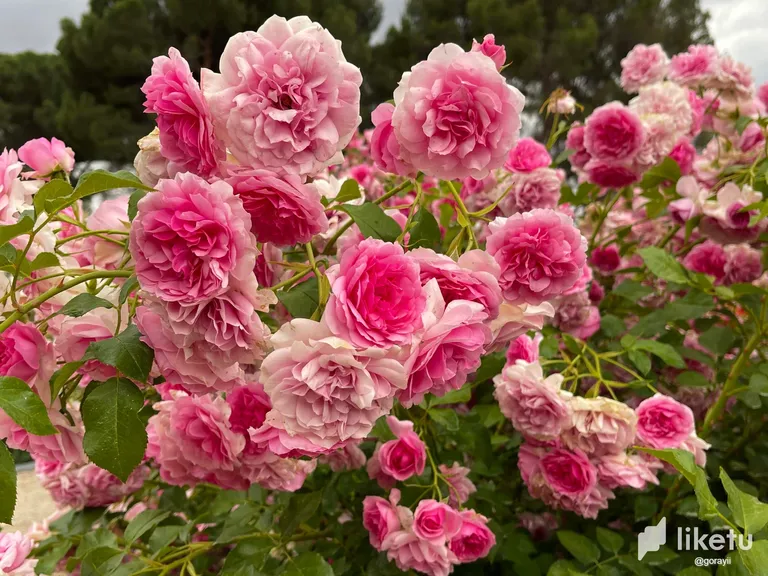 clilmh44z00ay9jsz53xsbbtn_IMG_2047.webp
