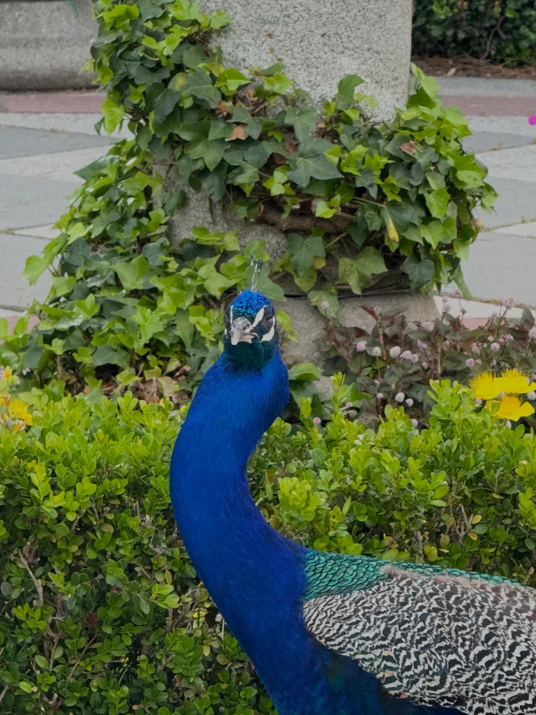 whNxP28IylM29oVK_IMG_2406.png