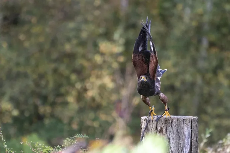 The Hawk | My Entry To Deranged Photo Contest | Feathered Friends