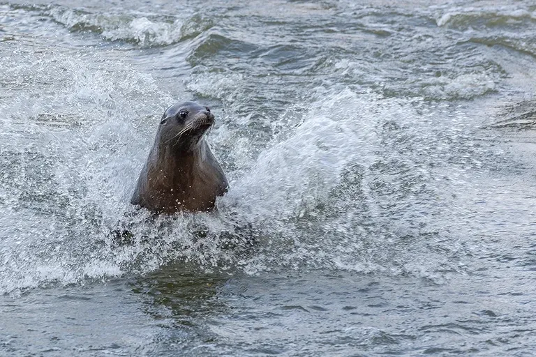 Did you know this about Seals? | The Zoo ... Yay or Nay? |