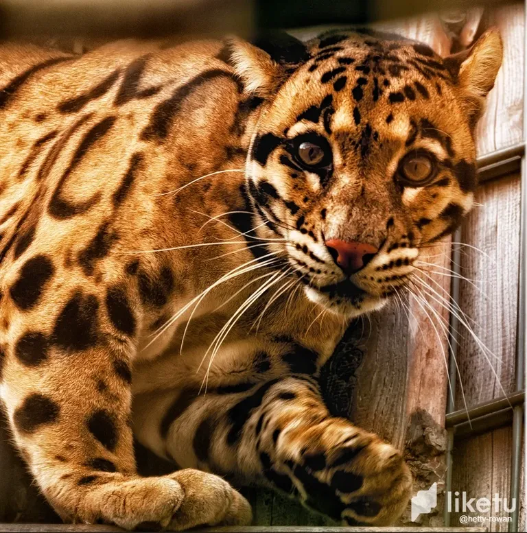 clg7tibrf00zc7asz61d3611o_Nevelpanter.webp