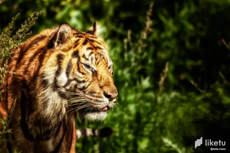 clg7tipij013w7zszalsy7iuu_Tijger.webp