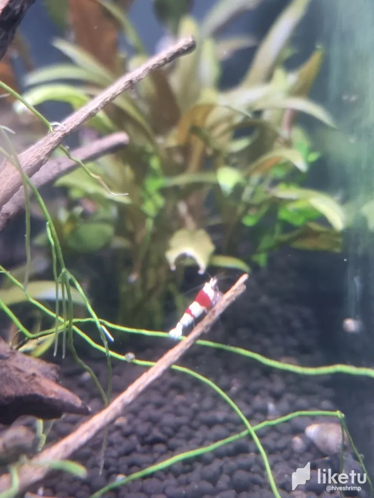 New Crystal Red Shrimp